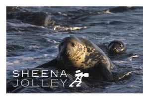 Grey Seal  Ireland  Co Galway photograph  sea  waves  rocks  mermaid myth  curious  play  inquisitive  photograph The People of the Sea (Grey Seal).jpg The People of the Sea (Grey Seal).jpg The People of the Sea (Grey Seal).jpg The People of the Sea (Grey Seal).jpg
